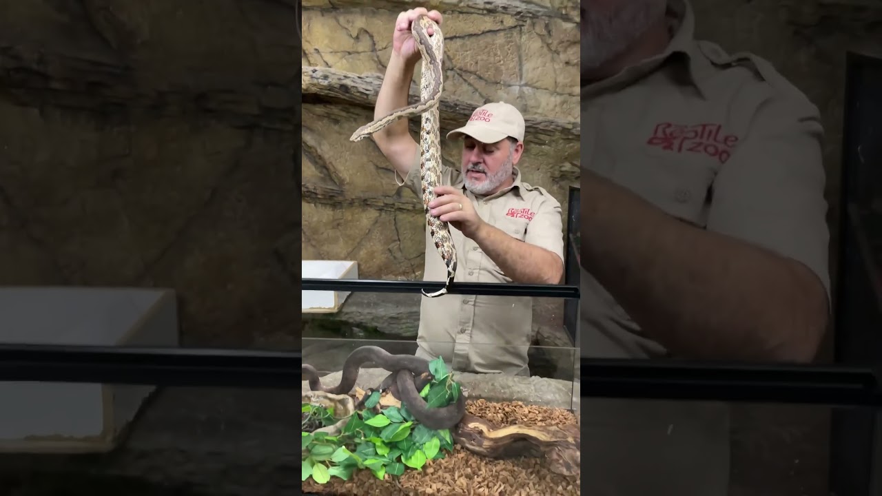 We got a snake 🐍 here with a brand new enclosure here
