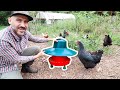 This is a Game Changer for Backyard CHICKENS