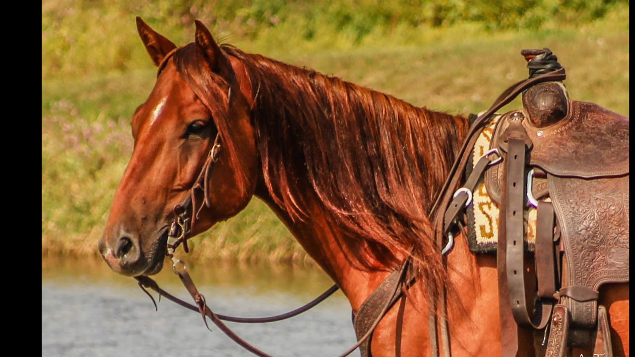 Tien Performance Horse Marketing New Years Wish YouTube