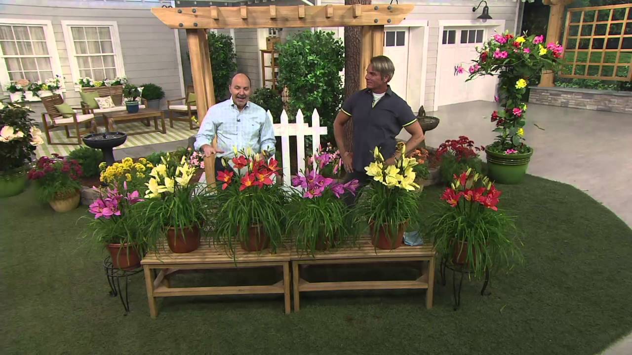 Cottage Farms 6 Piece Dwarf Reblooming Daylily Collect On Qvc