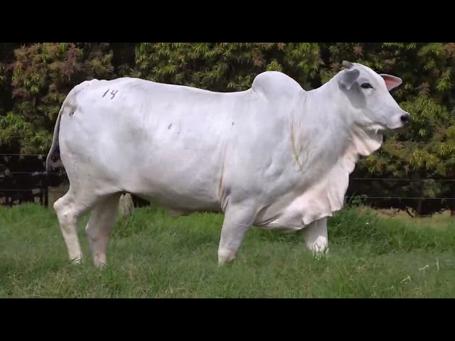 Lote 14   Leilão Virtual de Fêmeas Nelore RSAN