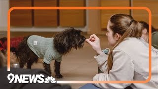 Adoptable puppies steal the show at Rescue Puppy Yoga