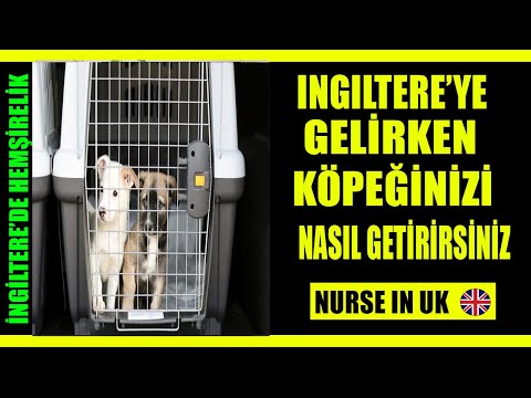 Video: Köpeğimi İngiltere'ye Yanımda Getirebilir miyim?