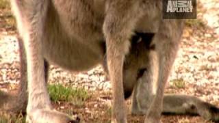 Ultimate Animal Moms - Kangaroos