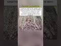 Они слышат через кожу 👂🏻