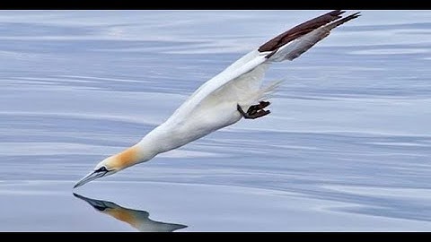 MIRACLES OF CREATION # ANIMALS # MAGNIFICENT HUNTER! “GANNET”