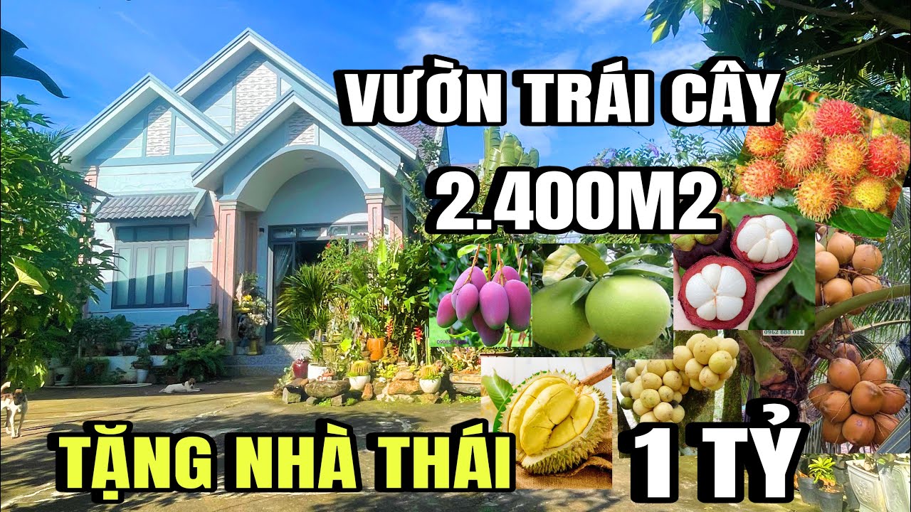Tình cảnh khó khăn, anh hùng buộc bán gấp, nhà vườn trái cây, Cẩm Mỹ cũ, Đồng Nai