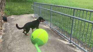 Adopt Shepherd Mix Venus