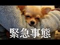 血便と嘔吐でグッタリするチワワ…原因は身近に潜む〇〇〇だった