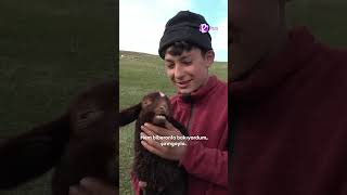 Annesinin Reddettiği Kuzuyu Sahiplenen Enes Gurinin Annesi Gibiyim