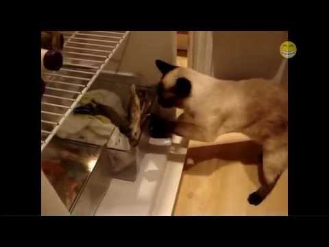 Cats Stealing Stuff Compilation