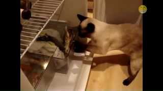 Cats Stealing Stuff Compilation by Funny Cats 70,865 views 9 years ago 3 minutes, 21 seconds