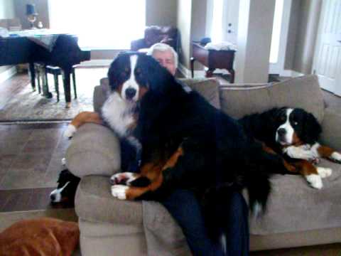 Bernese Mountain dog Coco thinks she is a lap dog