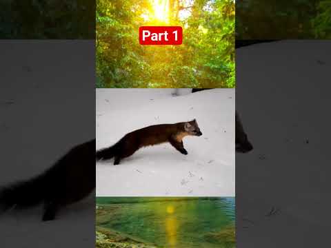 Animals with Unique
