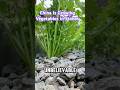 China Is Growing Vegetables in Stones #shortvideo