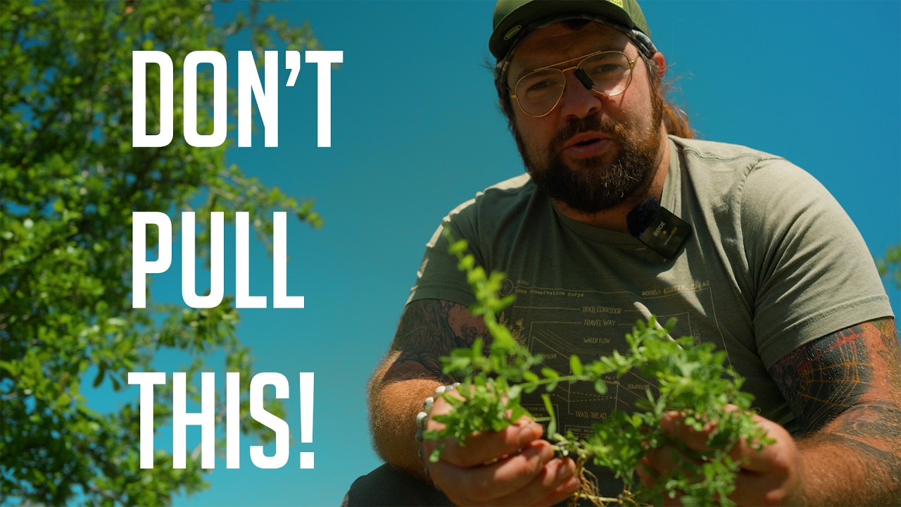 Don’t Pull That! A Texas Guide to Weeds vs. Allies