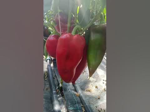 Сладкий перец Воловье ухо - YouTube