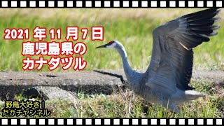 野鳥大好き！たかチャンネル 2021年11月7日 鹿児島県のカナダヅル 加奈陀鶴 Grus canadensis Sandhill Crane 出水