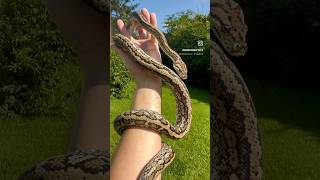 Hypo Tiger Coastal Carpet Python Profile