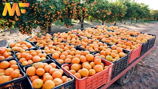 Amazing Orange Farming And Fresh Orange Juice Factory | Orange Harvesting | Modern Farm:➤#47 screenshot 4