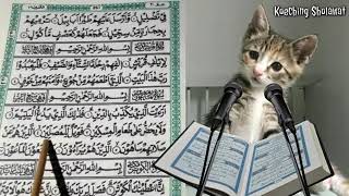 Kuran Okuyan Kedi 😱 Uzun Hal 