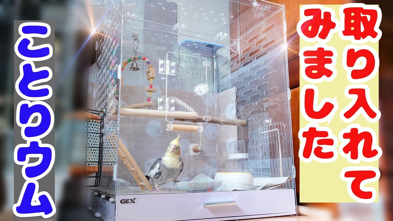 コトリウム アクリルクリアケージを使ってみた！ - YouTube