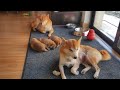 RARE, raw footage of Shiba Inu pups Ep 01