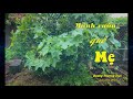 Mảnh vườn quê Mẹ - Youtube - Thơ Dương Thượng Trúc 