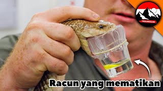 Download lagu Kami memerah bisa ular paling berbahaya di dunia! Petualangan berbahaya dengan Brave Wilderness