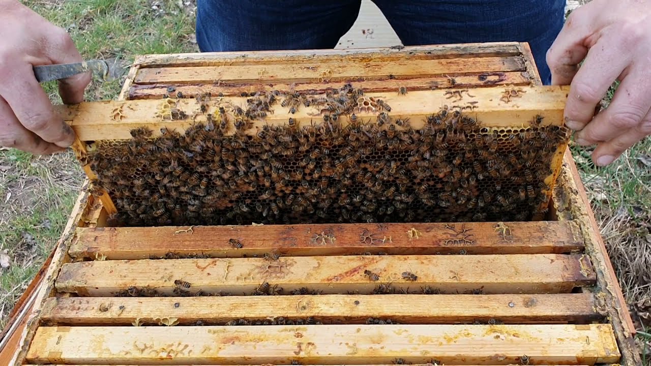 Volk nach 2 Wochen schieden