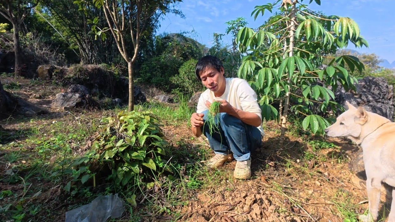 今天和老妈去扯木薯，搞野葱吃吃农村免费菜