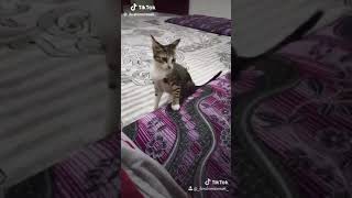 Karışmayın Kedilere