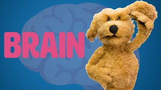 How To Make A Puppet Brain! - Puppet Building 101