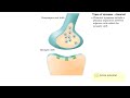 Types of synapses - electrical & chemical