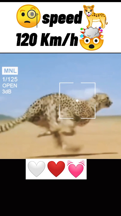 🐆Cheetah at full speed🤯 #short #animals #viral #shortsvideo #youtubeshorts