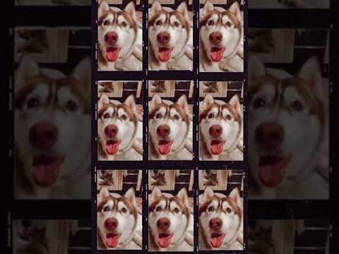 Husky Instagram Reel : International Dog Day!