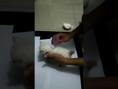 aplikasi bedak kutu ambyar 