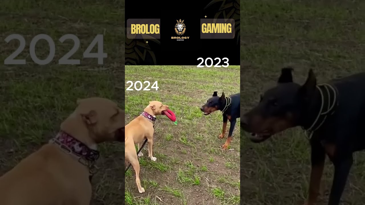 HAPPY NEW YEAR II Pitbull Doberman And Huskey Lovers 