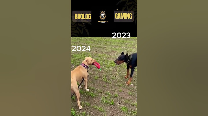 HAPPY NEW YEAR 🎆🎇✨🎉II Pitbull, Doberman and Huskey II #pitbull #pitbull #lovers II🦴🦴🐕🐕🐕‍🦺