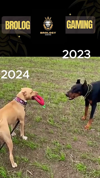 HAPPY NEW YEAR 🎆🎇✨🎉II Pitbull, Doberman and Huskey II #pitbull #pitbull #lovers II🦴🦴🐕🐕🐕‍🦺