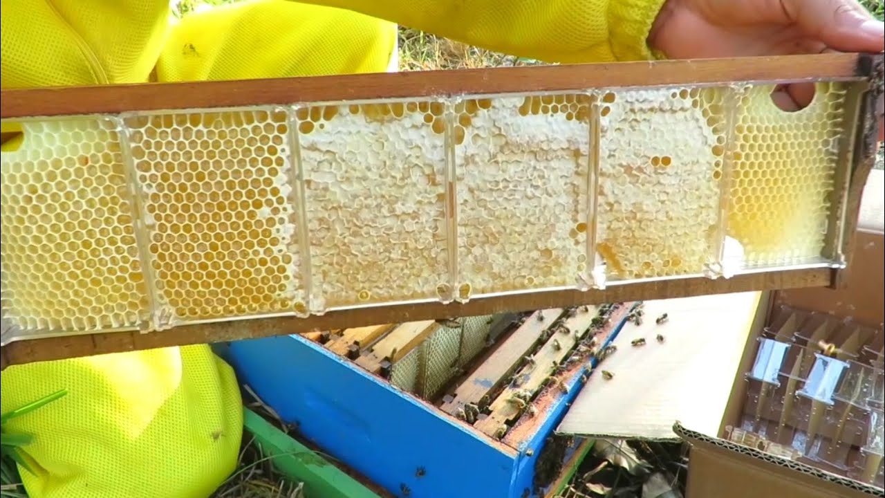 Introdução Dos Cubos Em Acrílico Na Colmeia