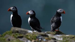 New study attributes thousands of puffin deaths to climate change