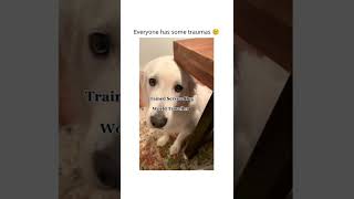 Doggo perfectly understood the assignment ( 🎥 r/aww - Reddit ) #shorts