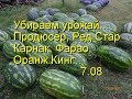 Убираем урожай. Продюсер, Ред Стар, Карнак, Оранж кинг...