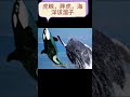 虎鲸,胖虎,海洋该溜子