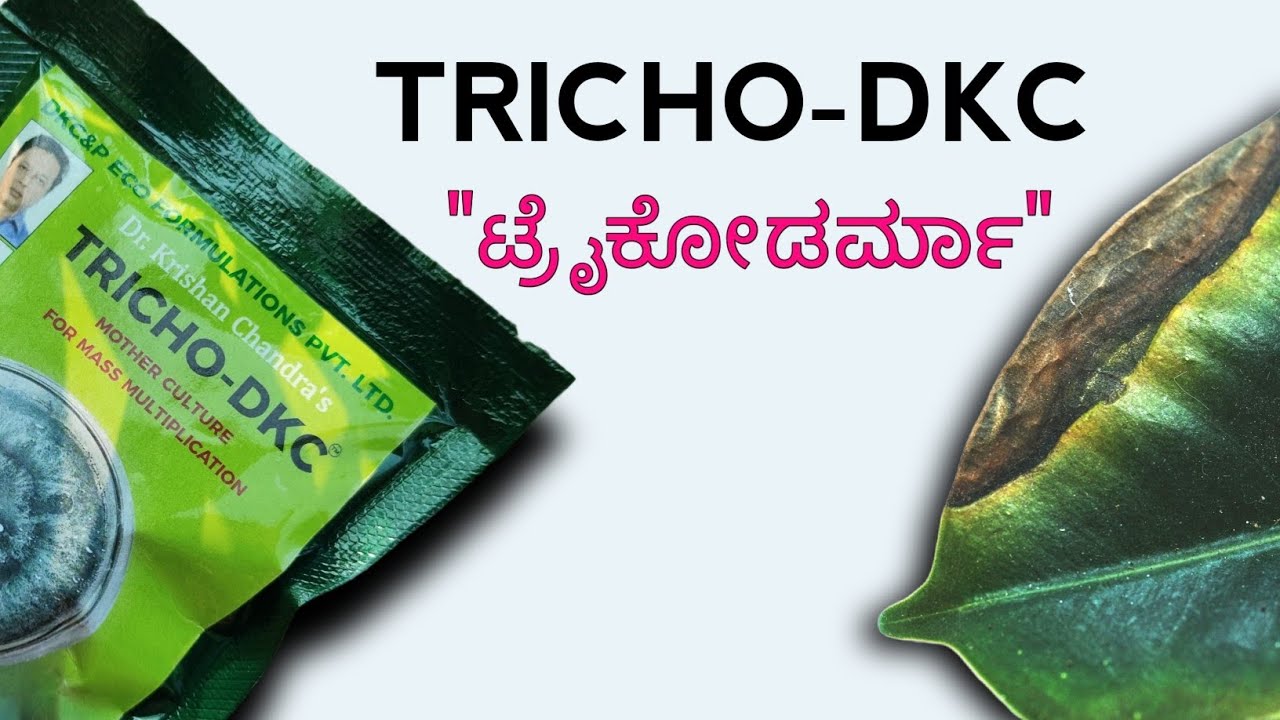 9844811603 Trichoderma TRICHO DKC OWDC WASTE DECOMPOSERವೆಸ್ಟ್ ಡಿಕಾಂಪೌಂಸರ್ Dr Kishan chandra