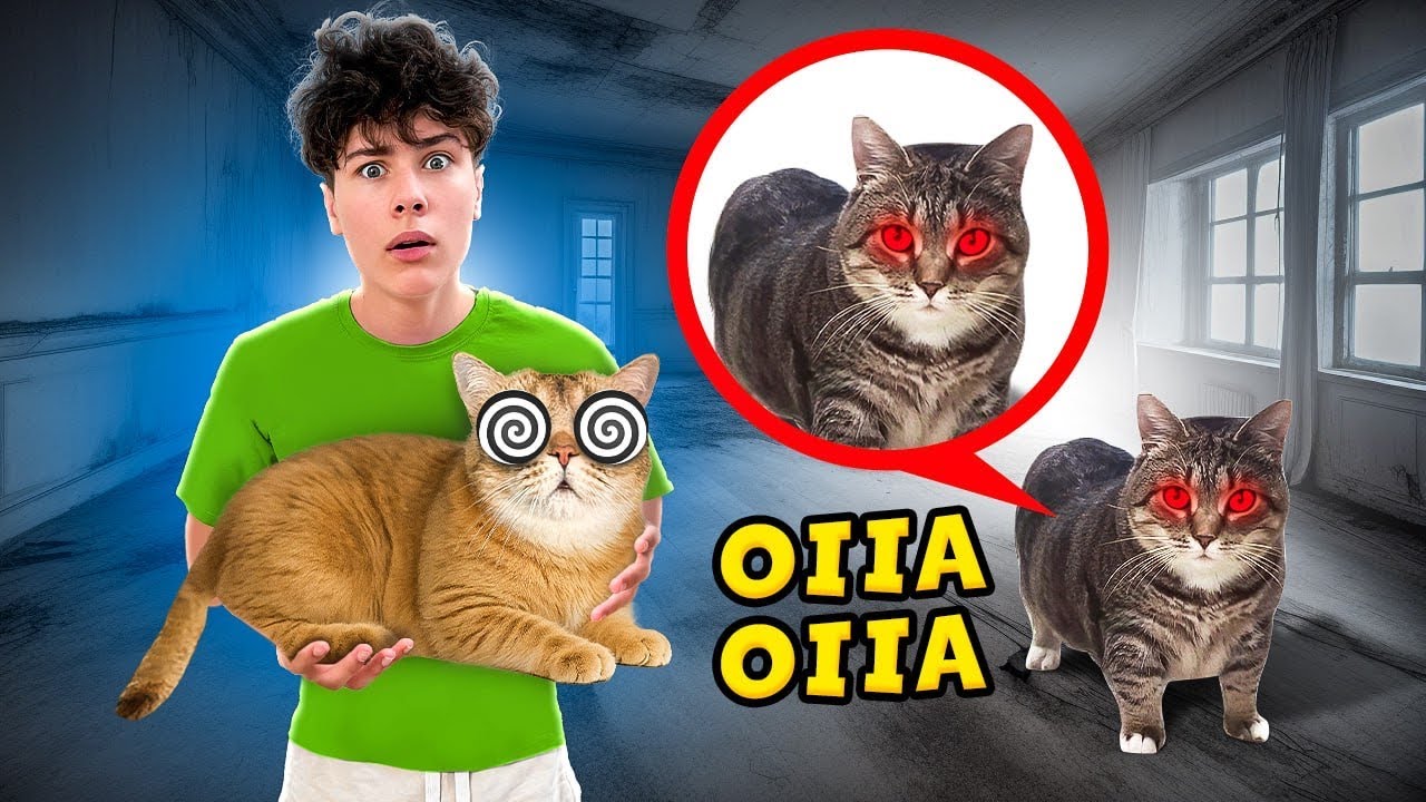 Почему КОТ OIIAOIIA ПРИШЕЛ К НАШЕМУ КОТУ В реальной жизни !!!