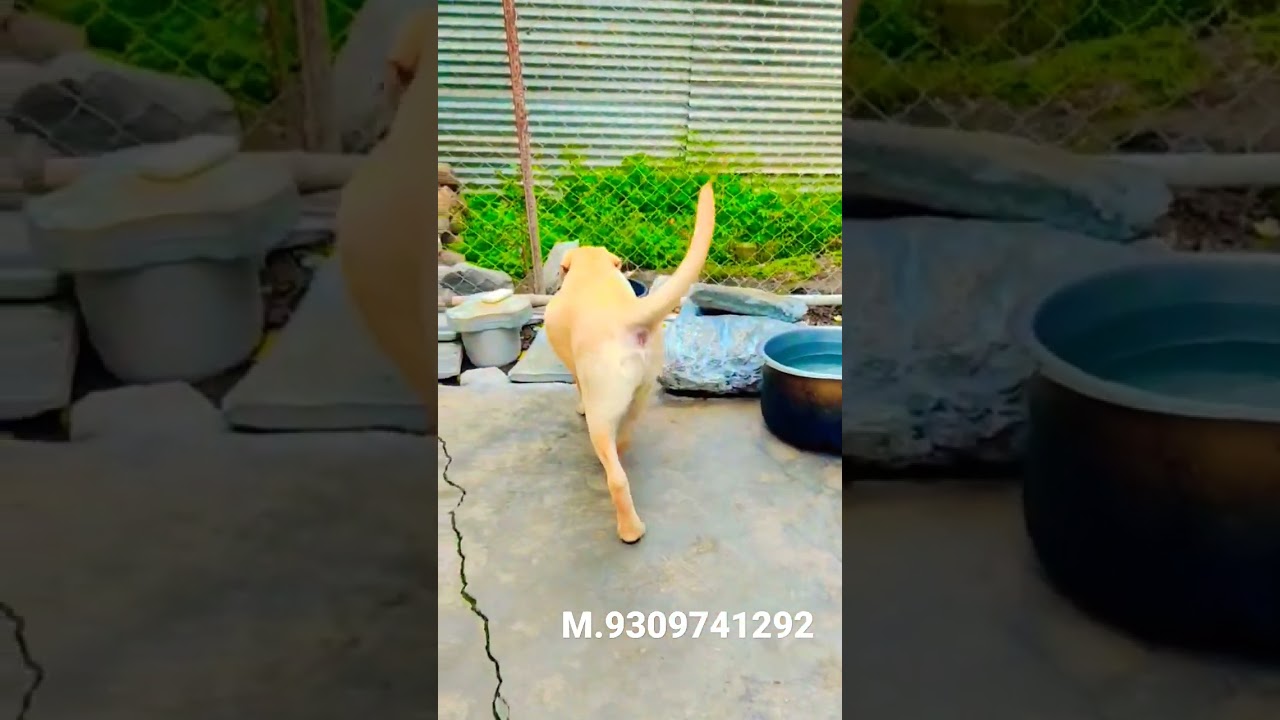 labra dog quality original Royal pet shop..#