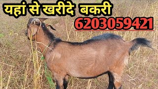 Goat farming। यहां से खरीदे बकरी और खस्सी ,खूंटी झारखंड मात्र 2000,5000, और 10000 हजार तक  बकरियां