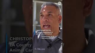 LA County shelters pets left behind after immigration raids